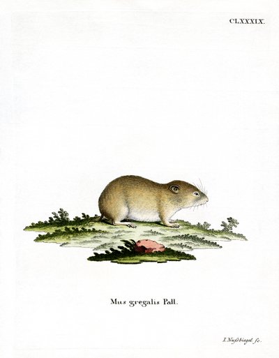 Topillo de Cabeza Estrecha de German School