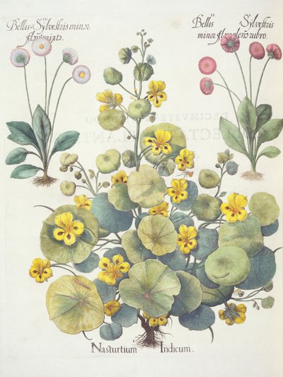 Capuchinas y margaritas: 1.Nasturtium Indicum; 2.Bellis Sylvestris minor flore plens rubro; 3.Bellis Sylvestris minor flore mixta, del Hortus Eystettensis por Basil Besler (1561-1629), pub. 1613 de German School
