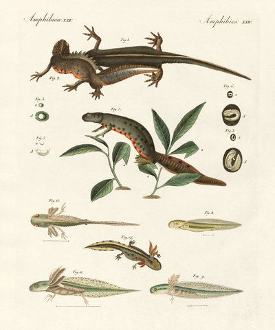 Historia natural de la salamandra marina de German School