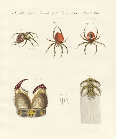 Historia natural de la araña de German School