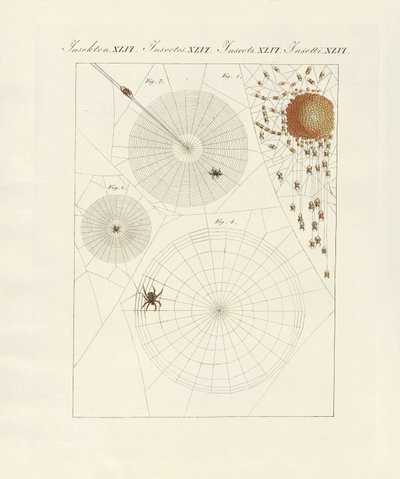 Historia natural de la araña de German School