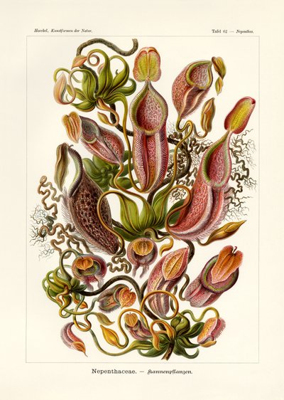 Nepenthaceae de German School