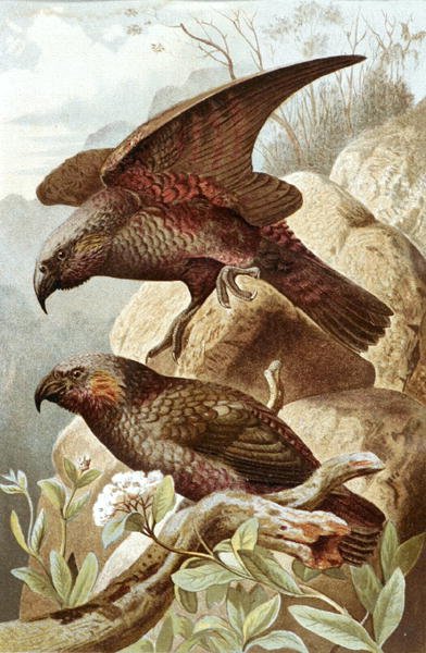 Loro Néstor, lámina de "Brehms Tierleben: Allgemeine Kunde des Tierreichs", vol.5, p.382, publicado por Bibliographisches Institut de German School