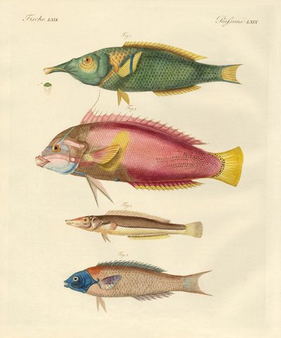 Peces recién descubiertos de German School