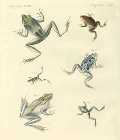 Ranas y sapos recién descubiertos de German School