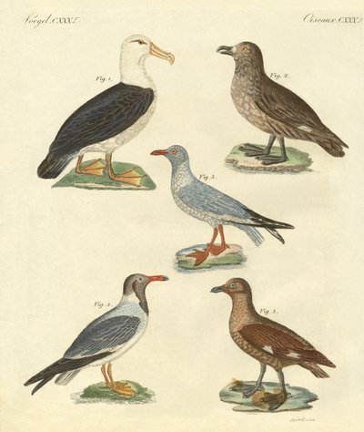 Nuevas aves de German School