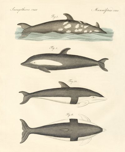 Nuevos delfines de German School