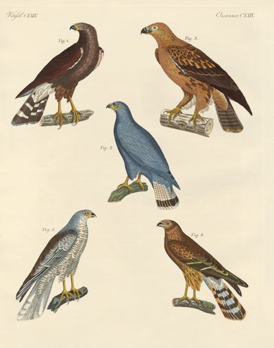 Nuevas aves de presa conocidas de German School