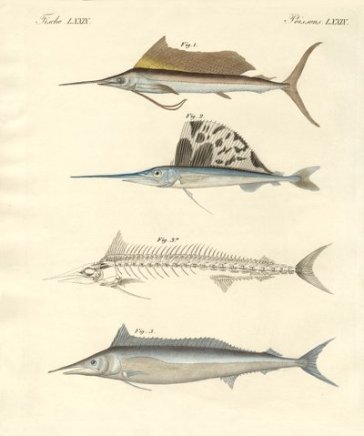 Peces nuevos parecidos a la caballa de German School