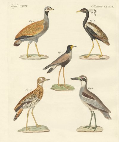 Aves ratites nuevas de German School