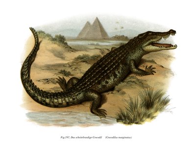Cocodrilo del Nilo de German School