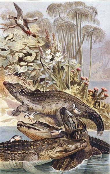 Cocodrilo del Nilo, lámina de "Brehms Tierleben: Allgemeine Kunde des Tierreichs", vol.7, p.504, publicado por Bibliographisches Institut de German School