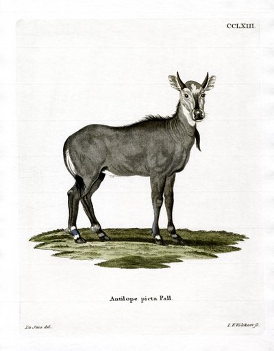 Nilgó de German School