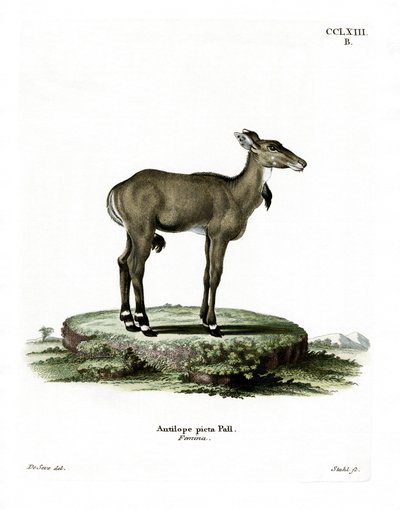 Nilgai de German School