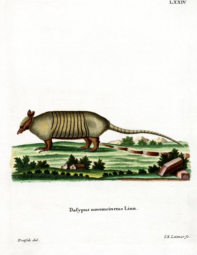 Armadillo de nueve bandas de German School