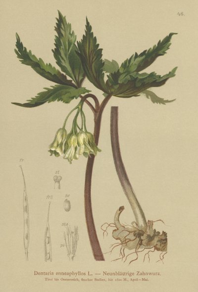 Coral de nueve hojas (Dentaria enneaphyllos) de German School