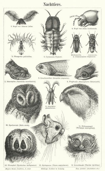 Animales nocturnos (grabado) de German School