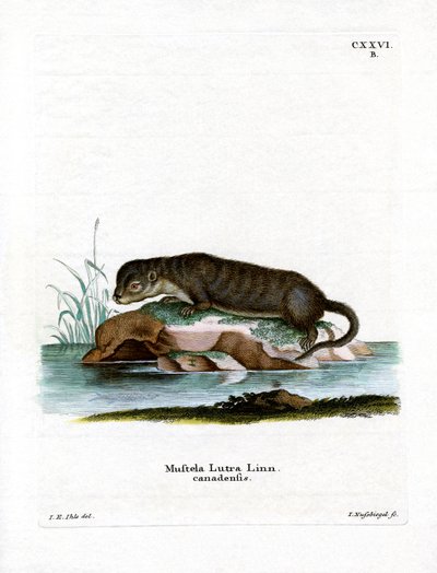 Nutria norteamericana de German School