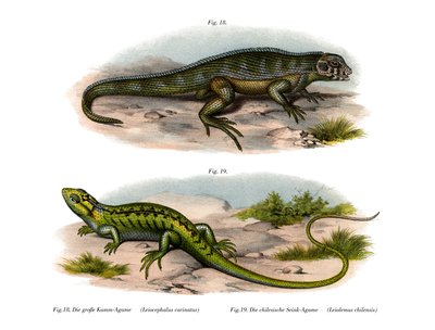 Lagarto de cola rizada del norte de German School