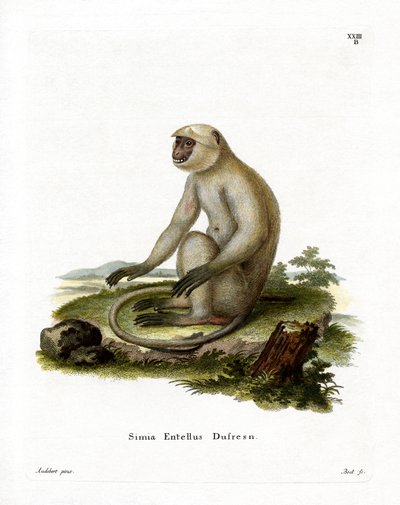 Langur Gris de las Llanuras del Norte de German School