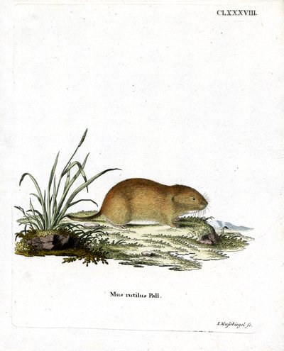 Vole rojo del norte de German School