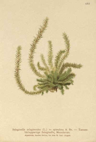 Selaginella selaginoides, Selaginella spinulosa, Lycopodium selaginoides, Bernhardia spinosa de German School