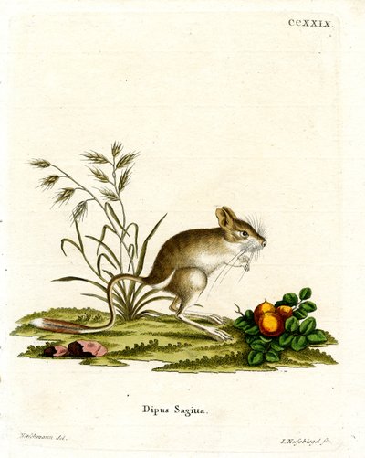 Jerbo de tres dedos del norte de German School
