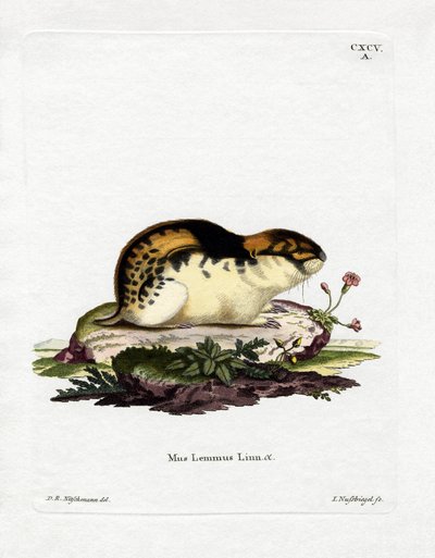 Lemming de Noruega de German School