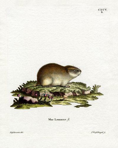 Lemming de Noruega de German School