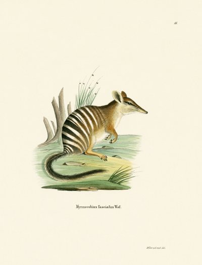 Numbat de German School