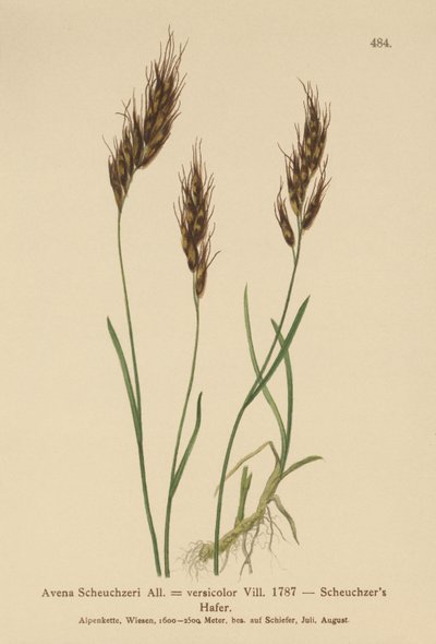 Hierba de Avena (Avena Scheuchzeri, Avena versicolor, Avena alpina) de German School