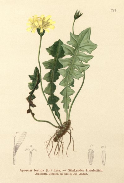 Ensalada de cerdo olorosa (Aposeris foetida) de German School