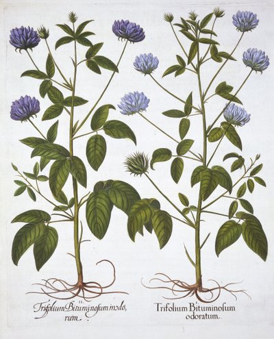 Tréboles de una flor, de Hortus Eystettensis, por Basil Besler, pub. 1613 de German School