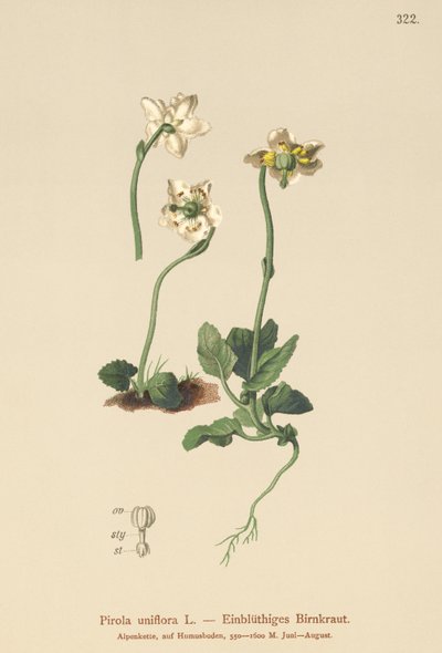 Pirola de una flor (Pirola uniflora, Pyrola uniflora, Moneses uniflora, Monesis uniflora) de German School