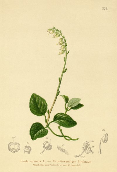 Pirola de un lado (Pirola secunda, Pyrola secunda, Orthilia secunda, Ramischia elatior, Ramischia secunda) de German School