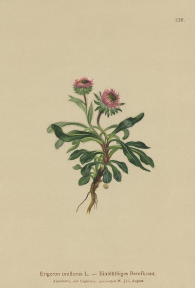Erigeron de una flor (Erigeron uniflorus) de German School