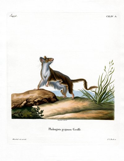 Ratón zarigüeya de German School