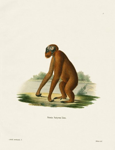 Orangután de German School