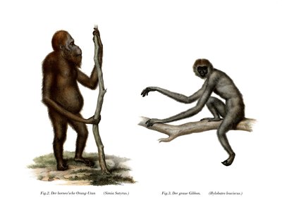 Orangután, 1860 de German School