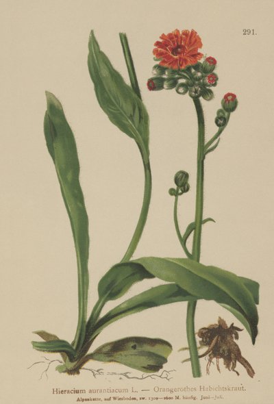 Hierba de halcón naranja (Hieracium aurantiacum, Hieracium brunneocroceum, Pilosella aurantiaca) de German School