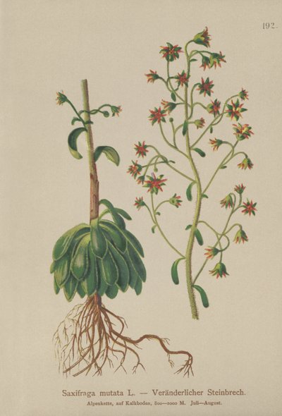 Saxífraga naranja (Saxifraga mutata) de German School