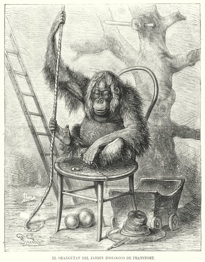 Orangután en el Zoológico de Frankfurt, Alemania de German School
