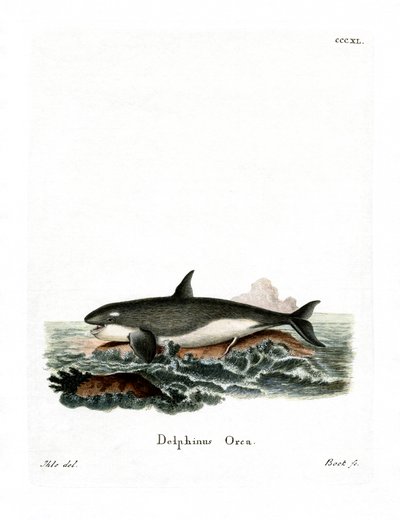 Orca de German School
