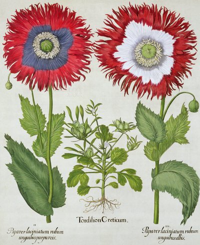 Amapolas ornamentales, de Hortus Eystettensis por Basil Besler, pub. 1613 de German School