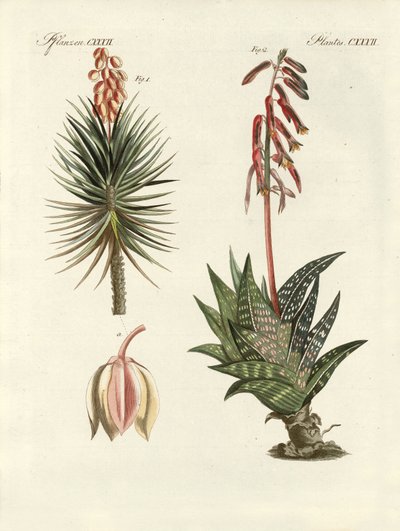 Planta ornamental (grabado coloreado) de German School