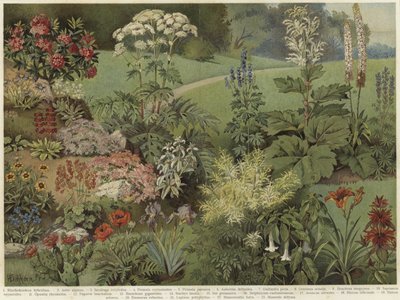 Plantas ornamentales de German School