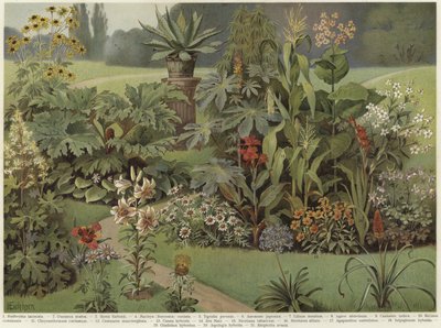 Plantas ornamentales de German School
