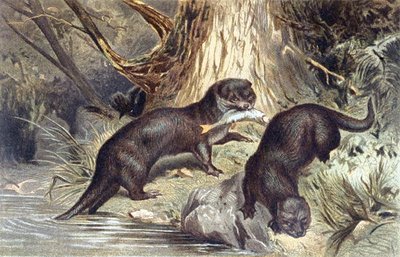 Nutria, lámina de "Brehms Tierleben: Allgemeine Kunde des Tierreichs", vol.1, p.670, publicado por Bibliographisches Institut de German School