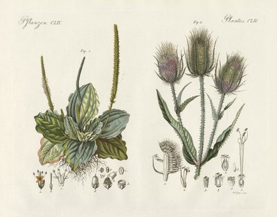 Plantas destacadas de German School