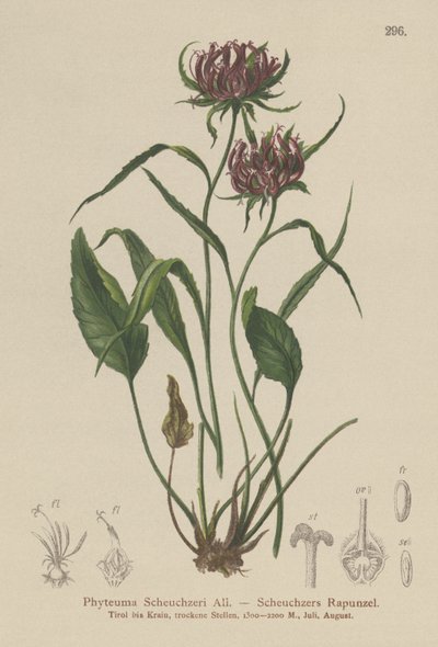 Rampion de Oxford (Phyteuma Scheuchzeri) de German School